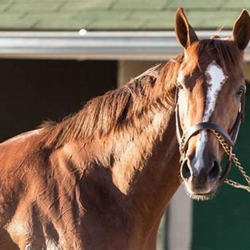 How do you dress a horse for Derby?