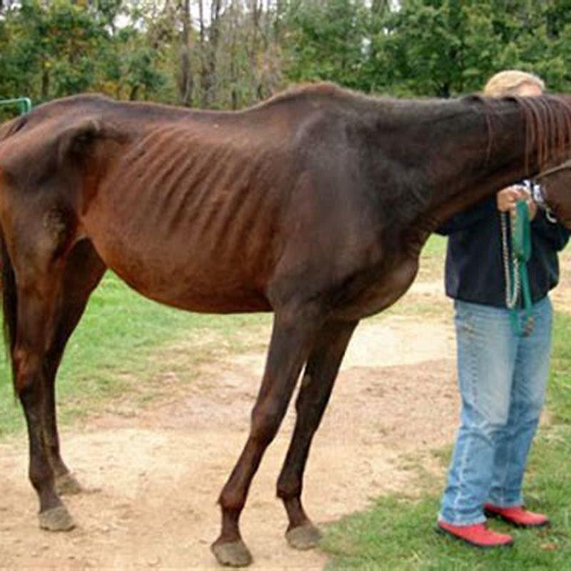 How Do You Fatten Up A Skinny Horse DIY Seattle