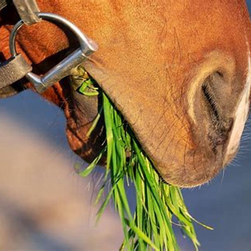 How do you get a horse attached to you?