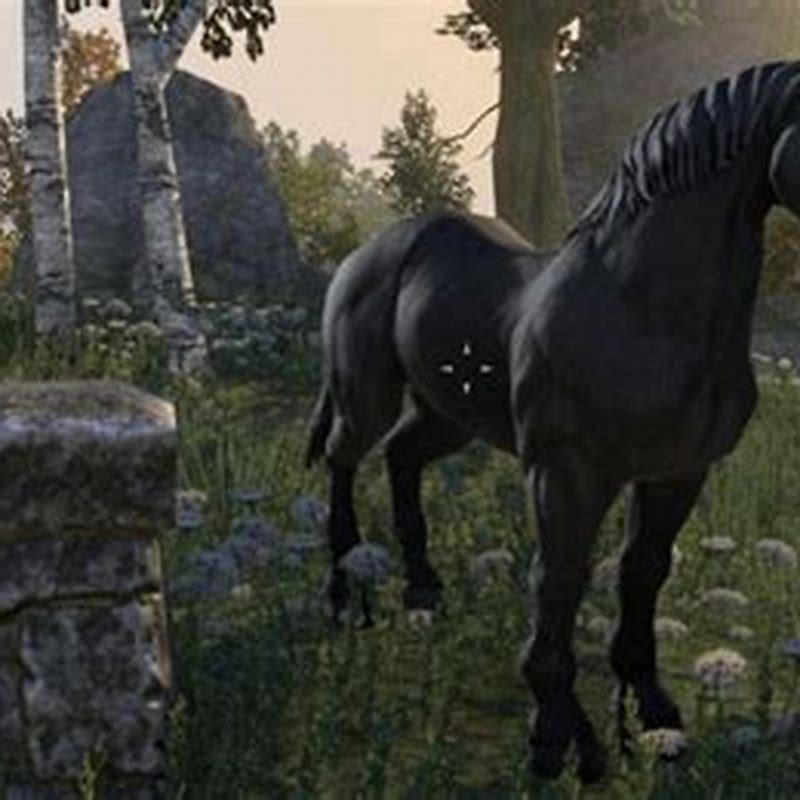 How do you get a horse in eso? DIY Seattle