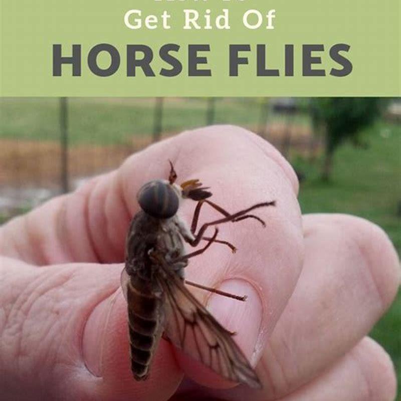 how-do-you-get-rid-of-horse-flies-naturally-diy-seattle