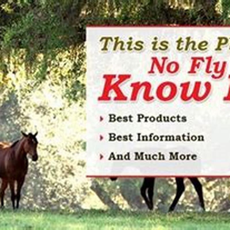 How do you get rid of horse fly infestation?