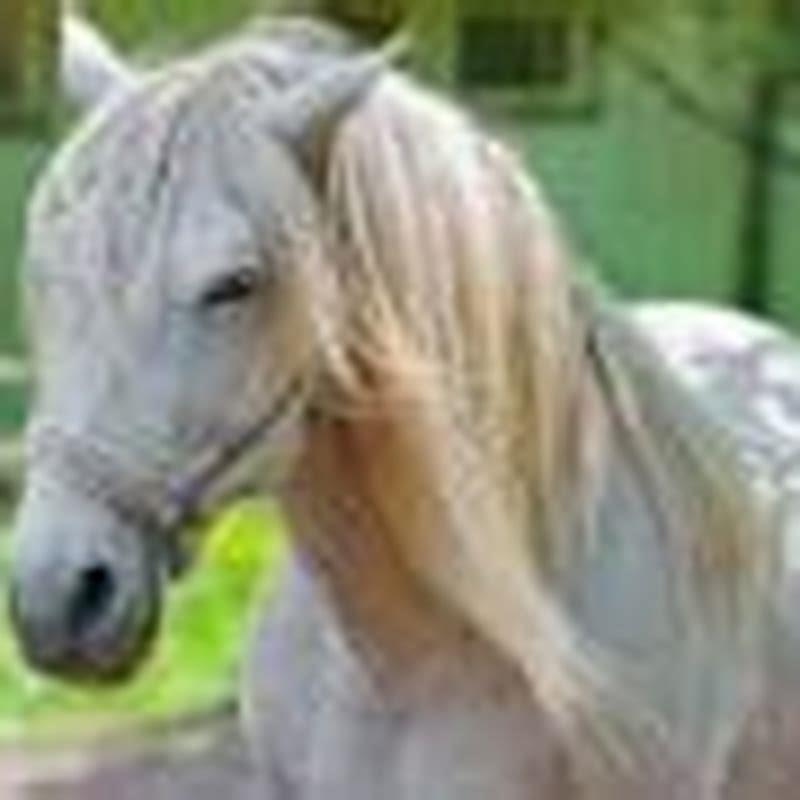 How do you get rid of horse slobbers?