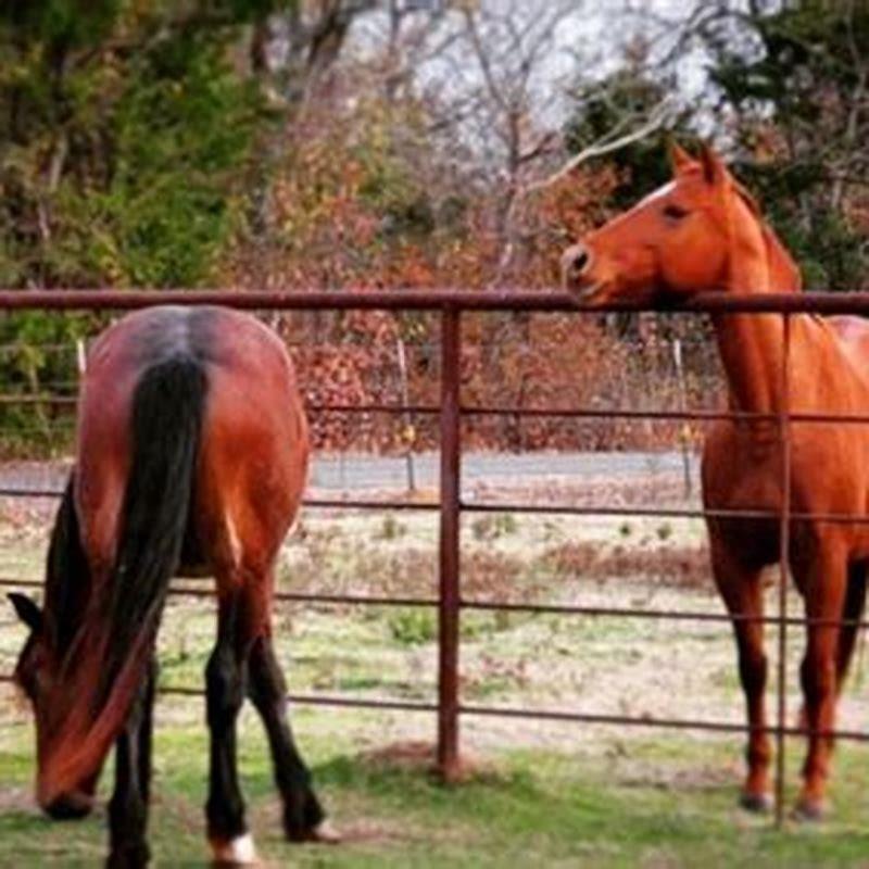 How do you green break a horse?
