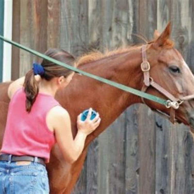 how-do-you-groom-a-horse-diy-seattle