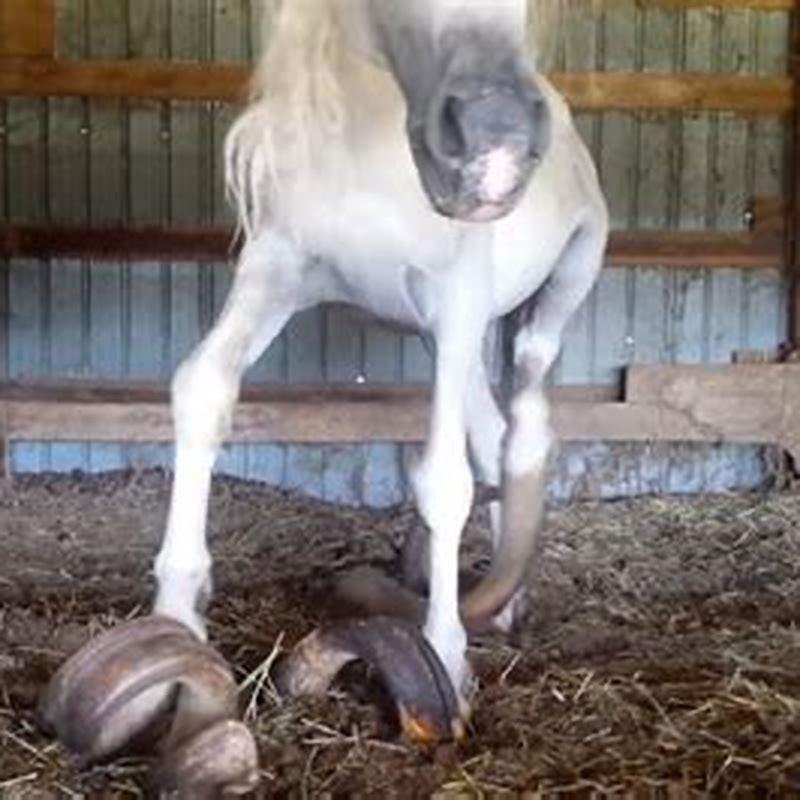 How do you help a neglected horse?