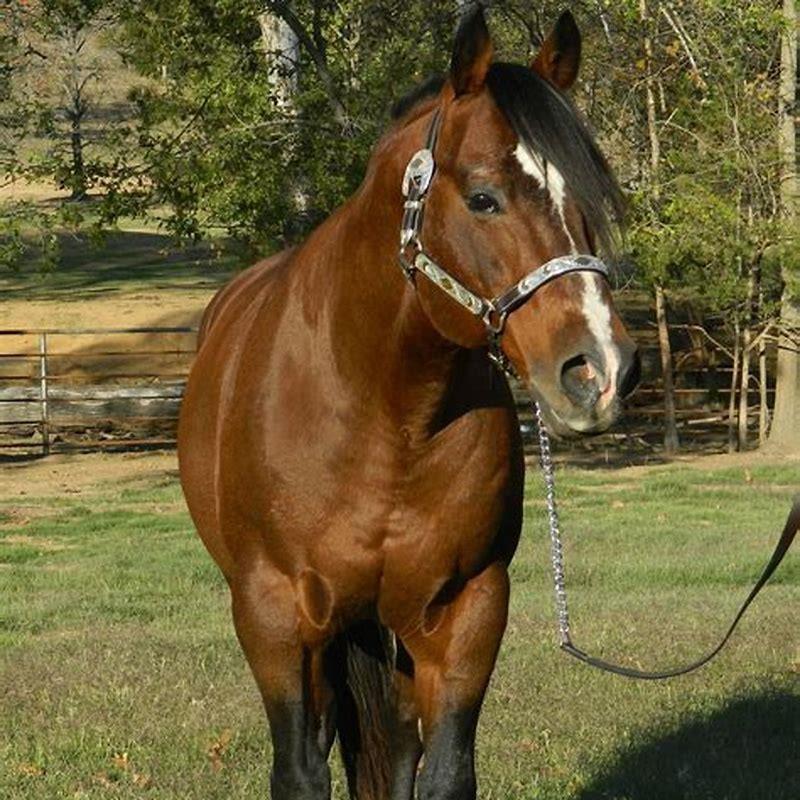 How do you hold a strong horse?