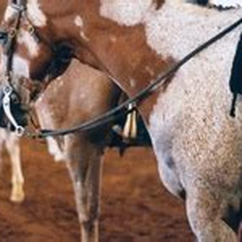 How do you identify a Lipizzan horse?
