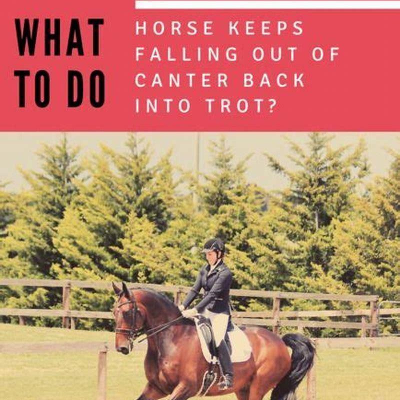 how-do-you-keep-a-horse-in-a-trot-diy-seattle