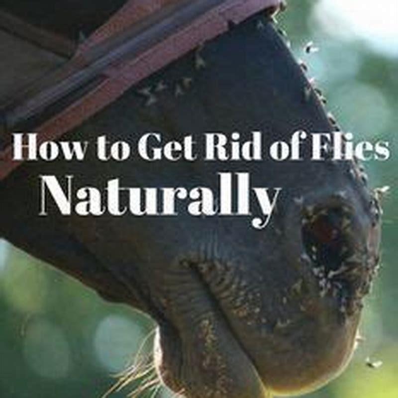 How do you keep horse flies away naturally? DIY Seattle