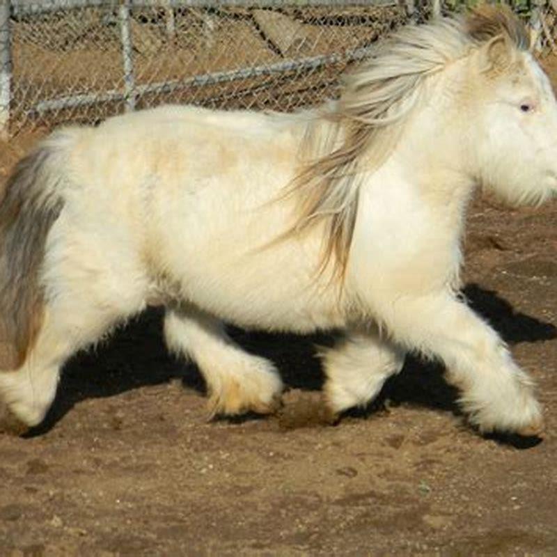 How do you look after a miniature horse?