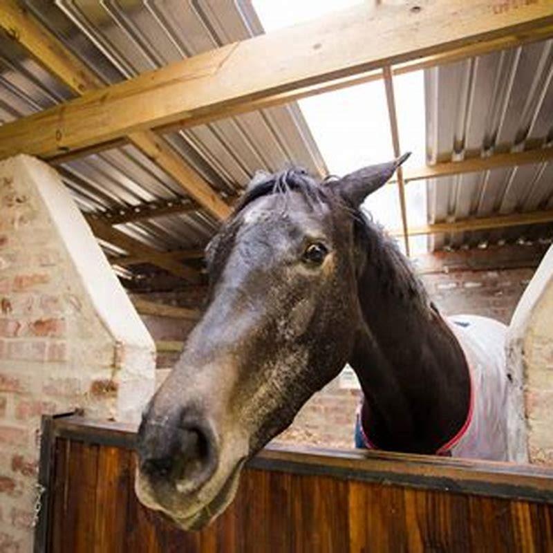 How do you lunge an aggressive horse?