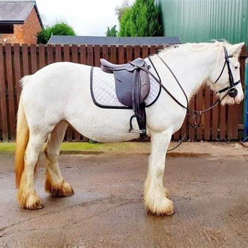 How do you make a horse milkshake?