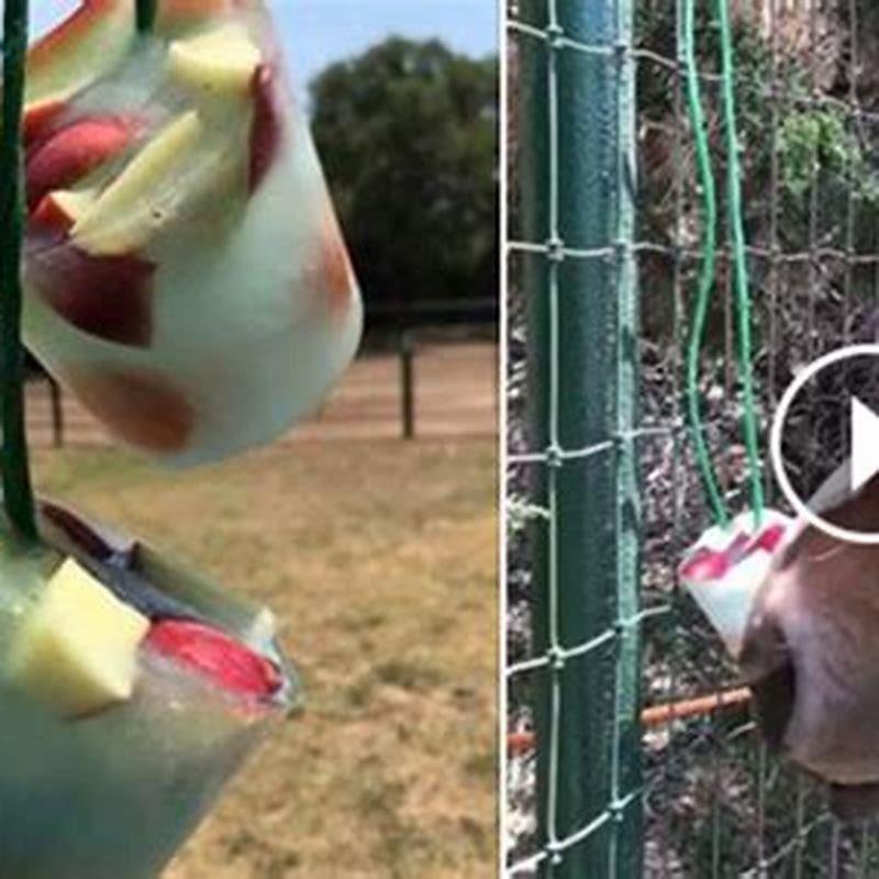 How do you make frozen horse treats?