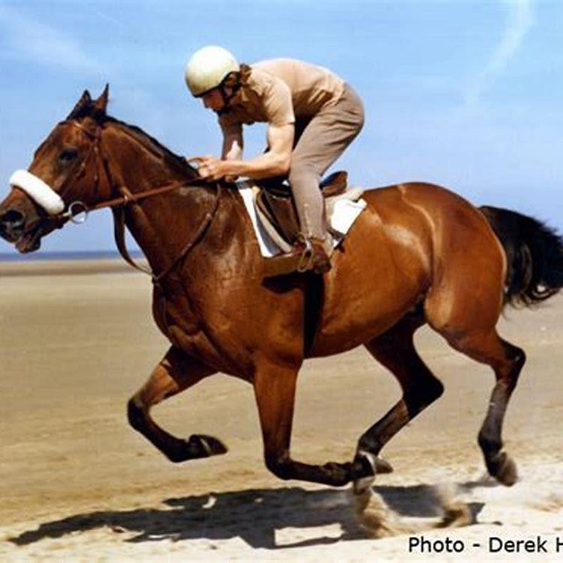 How do you play horse racing at home?