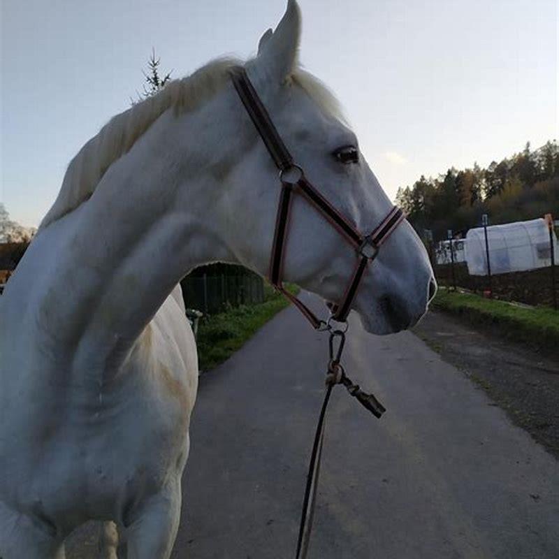 How do you play with a pony?