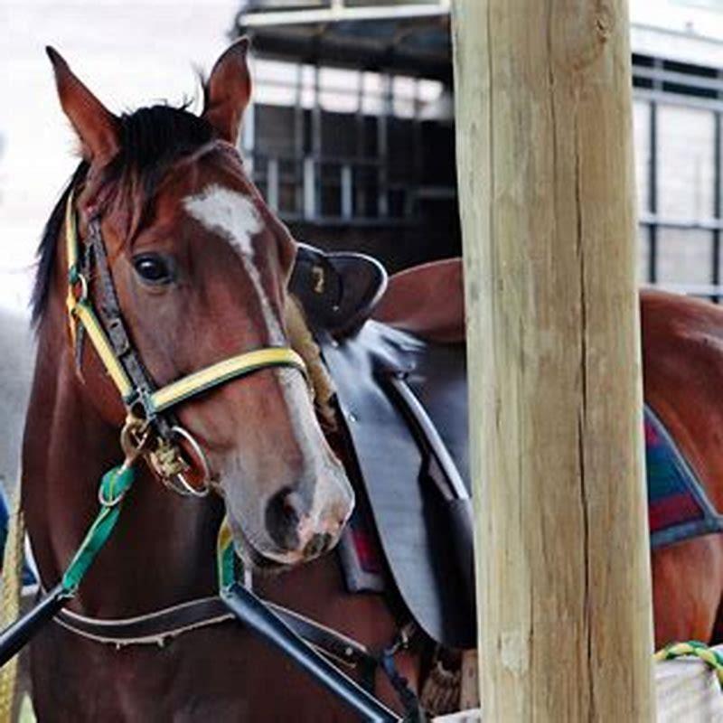 How do you properly shoot a horse?