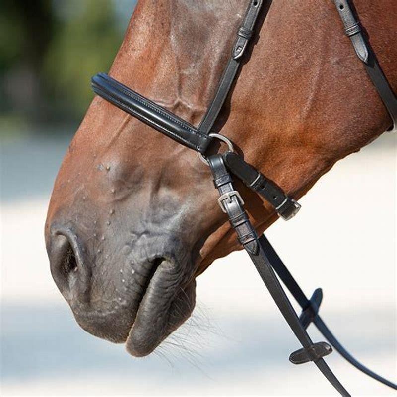How do you put on a bridle?