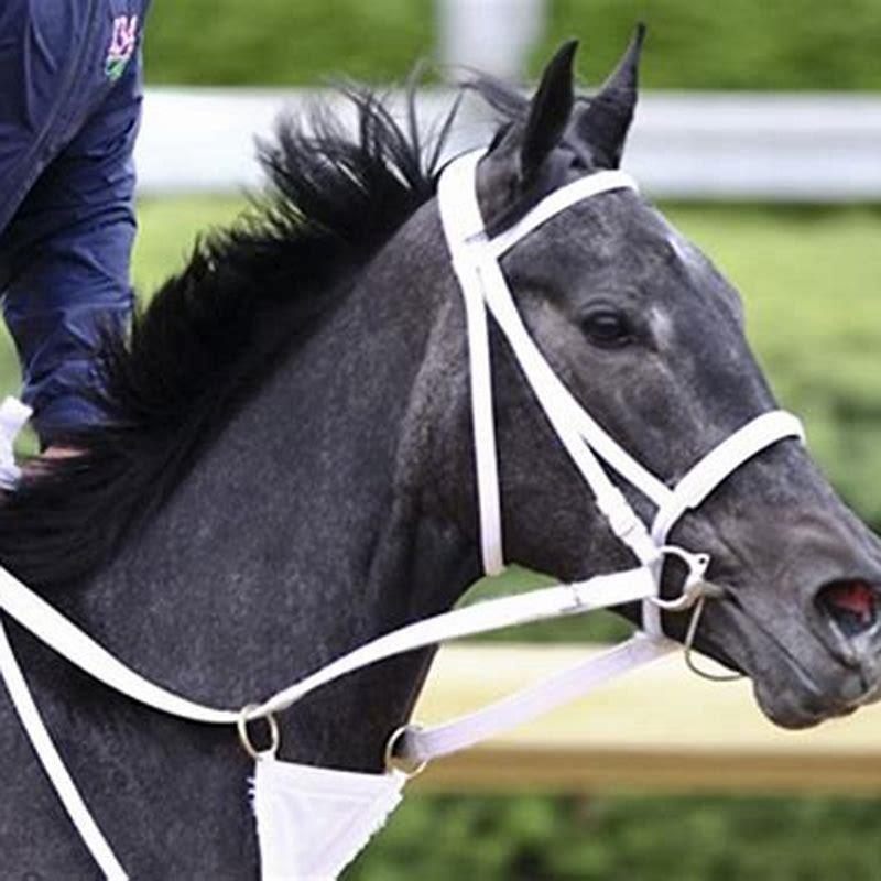 how-do-you-put-sport-boots-on-a-horse-diy-seattle