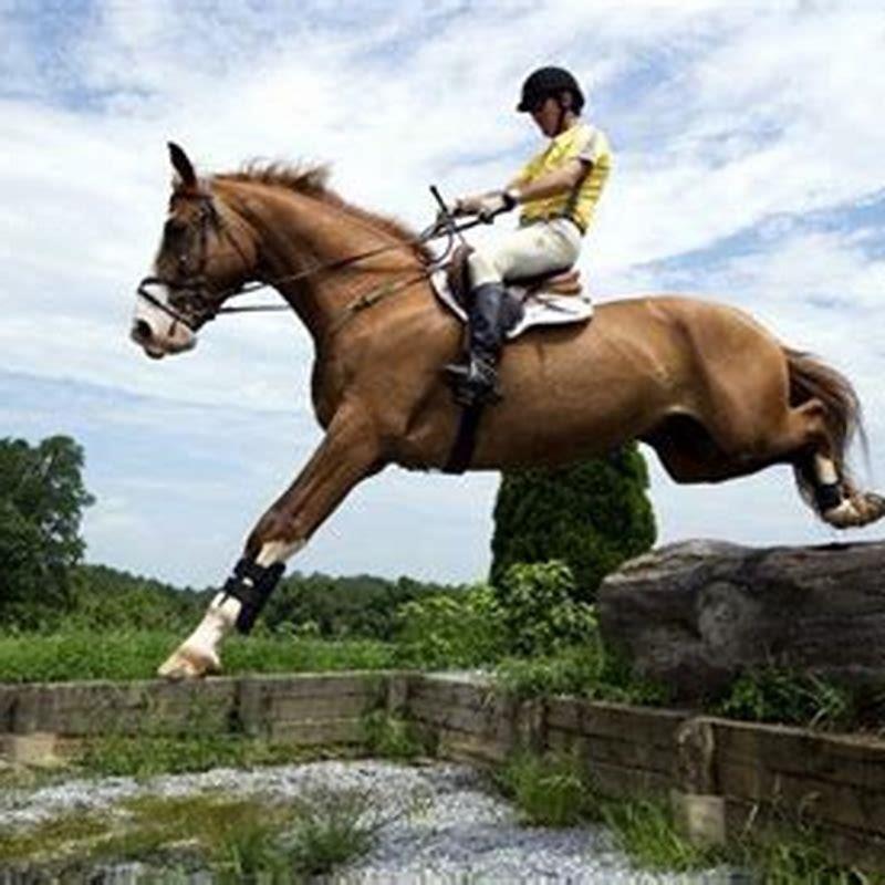 How do you ship a horse?
