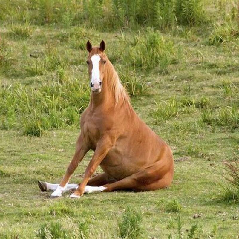 How do you sit on a rearing horse?