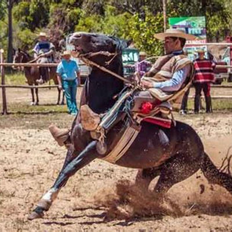 How do you stop a horse fast? DIY Seattle