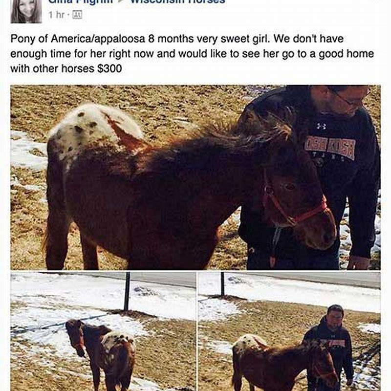 How do you stop a horse from calling?
