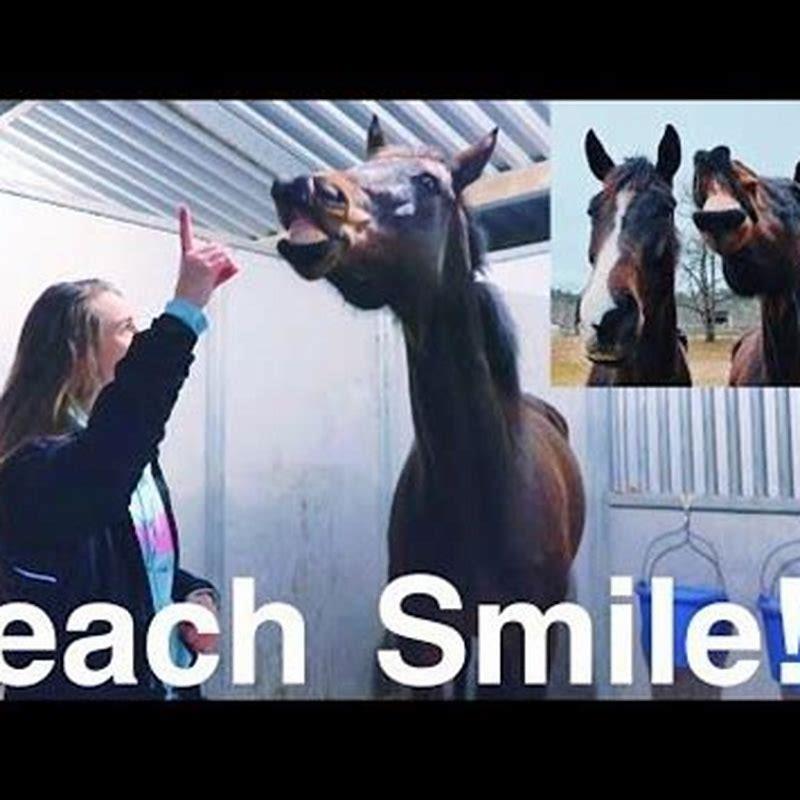 How do you teach a horse to bet?