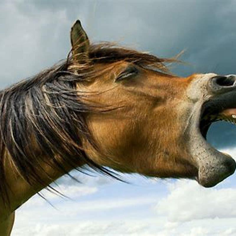 How do you tell if your horse has a big tongue?