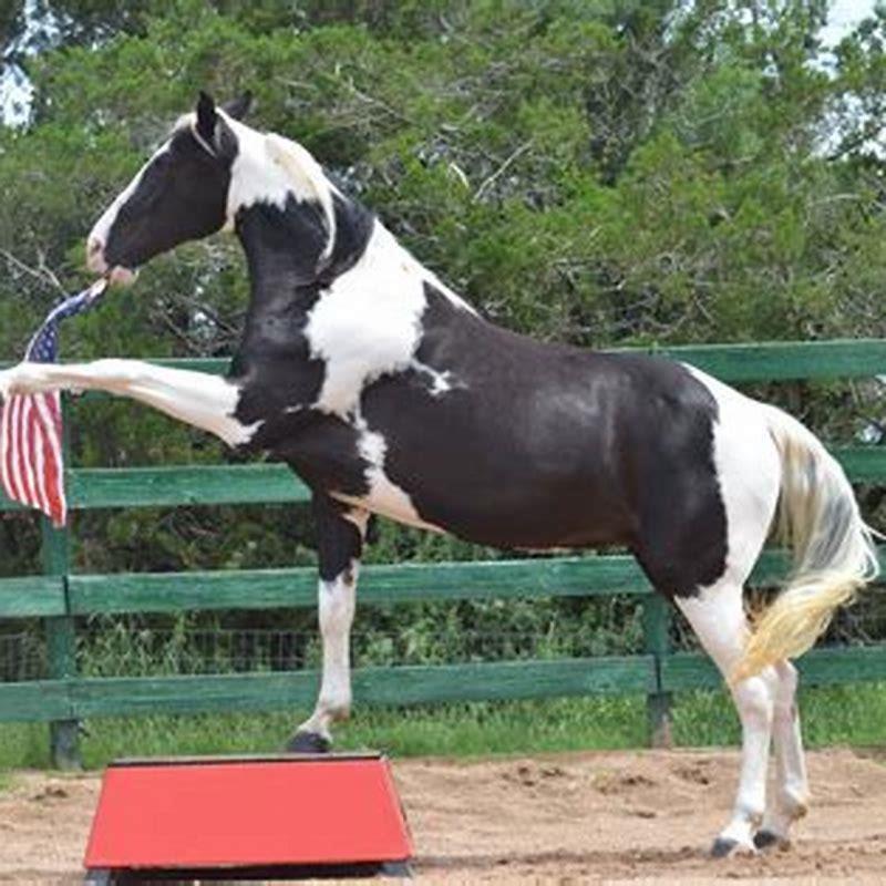 How do you train a mini foal?