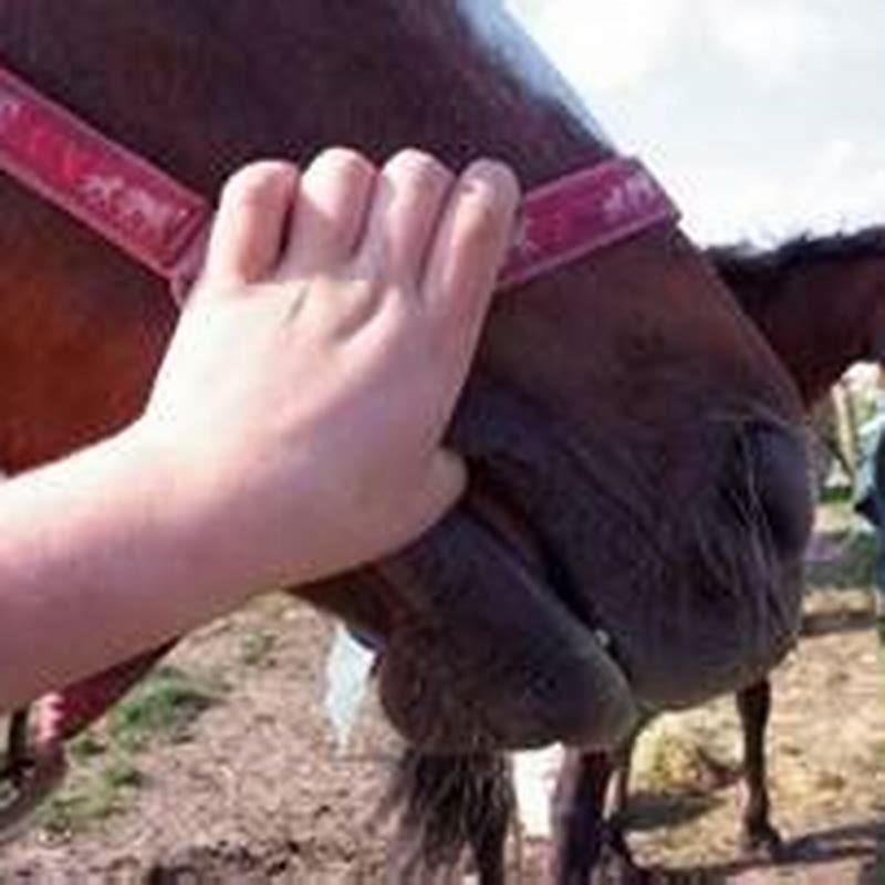 How do you worm a difficult horse?
