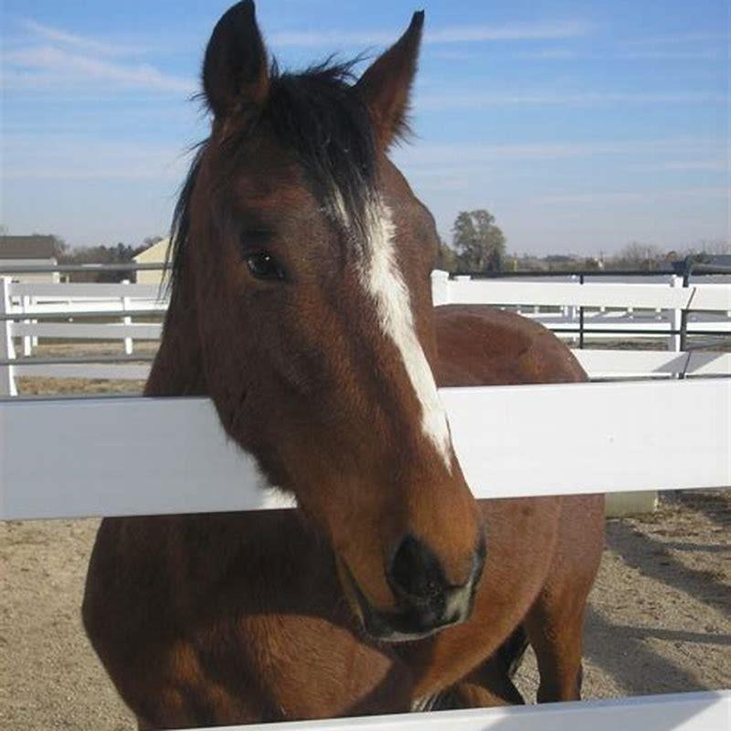How does horse adoption work?