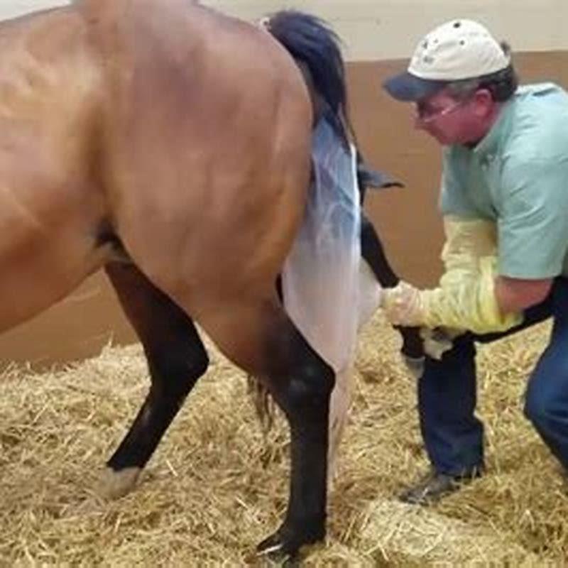 How does the horse give birth?