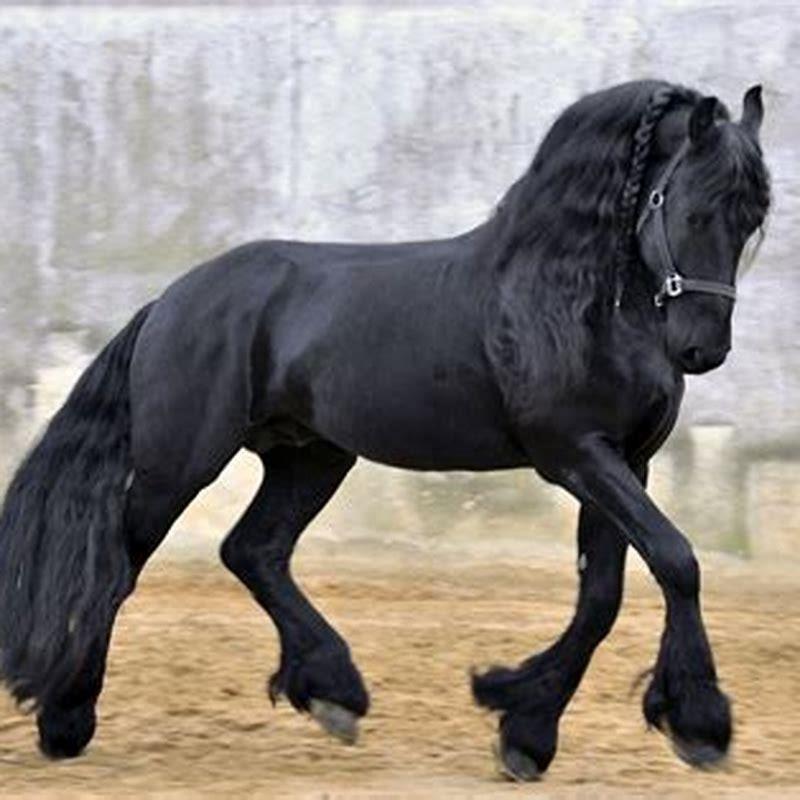 How expensive is a Friesian horse?