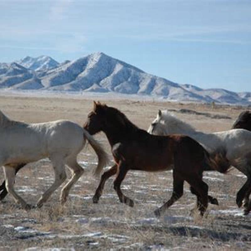How far away can horses see?