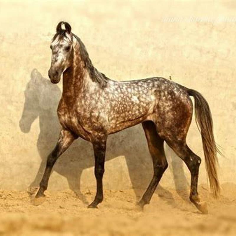 How fast are Marwari horses?