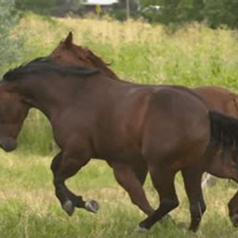 How fast can a horse lose weight? DIY Seattle