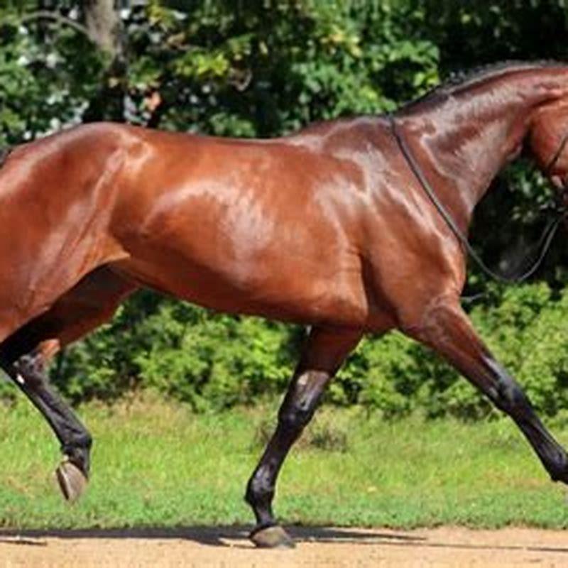 How heavy is a Holsteiner horse?