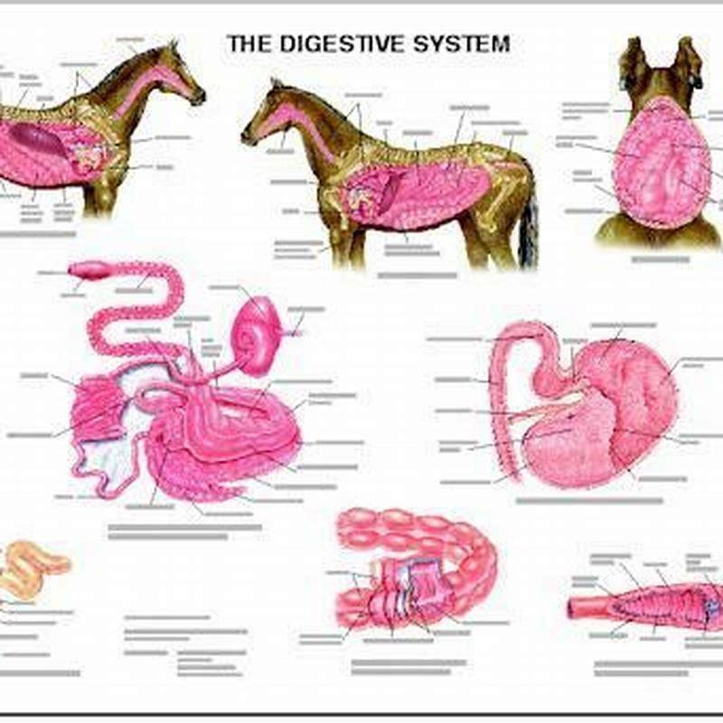 How long are horses intestines?