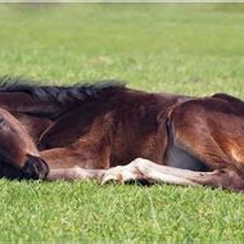 How long can a horse lay down before it dies? DIY Seattle