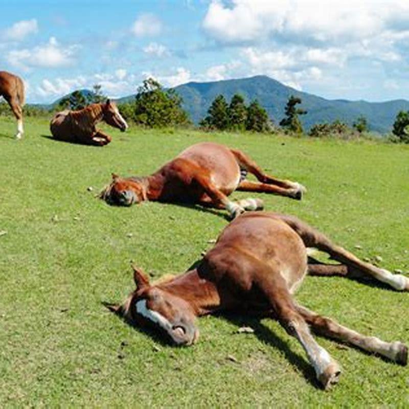 How long can a horse stand without lying down?