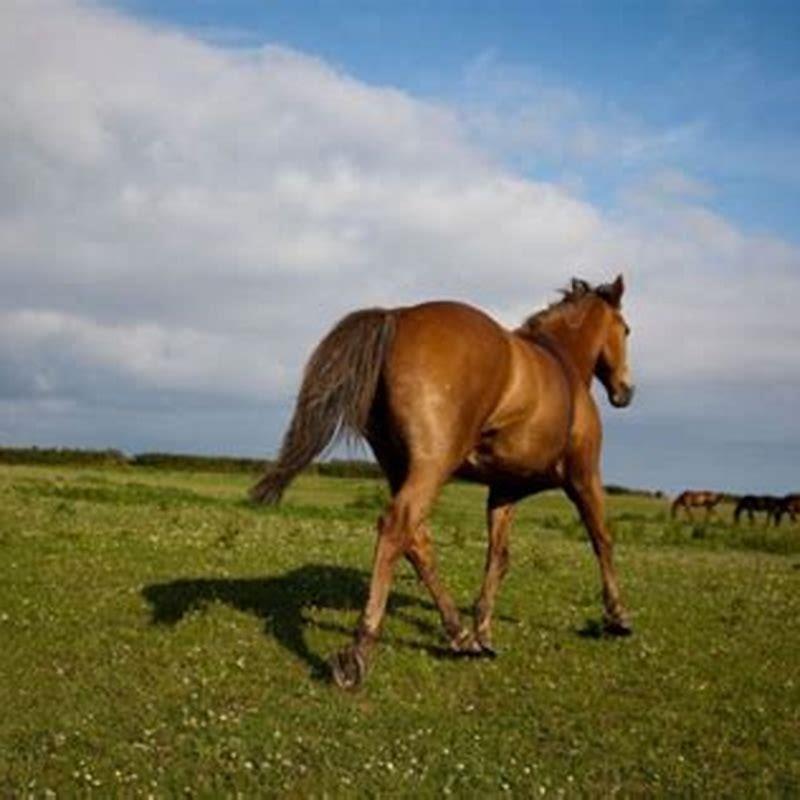 How long can a horse trot without stopping?