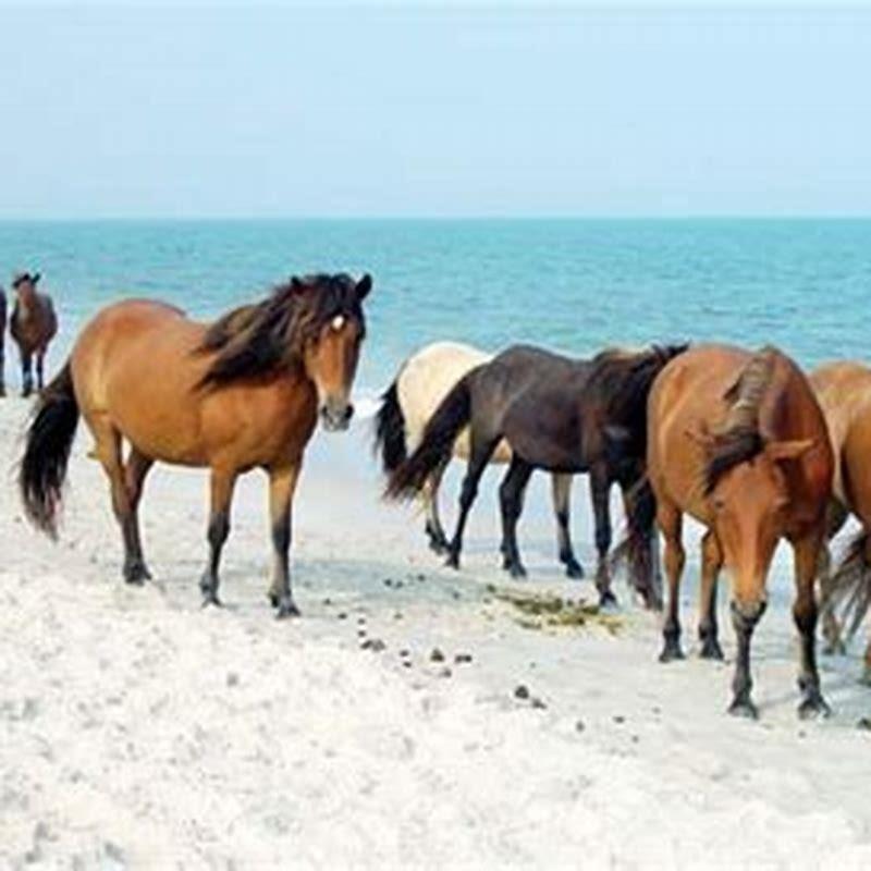How long do Assateague ponies live?