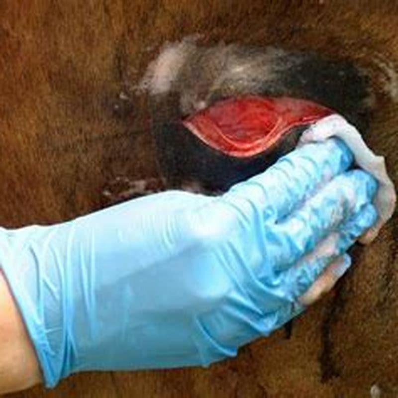 How long does a horse wound take to heal?