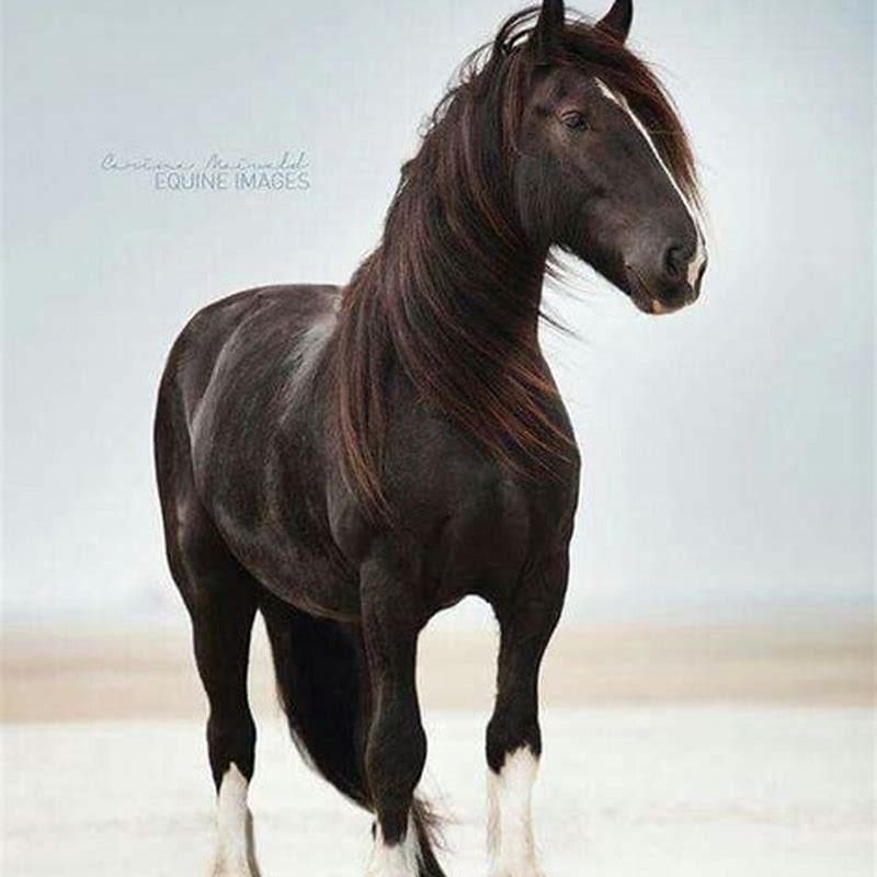 How long does an Azteca horse live?