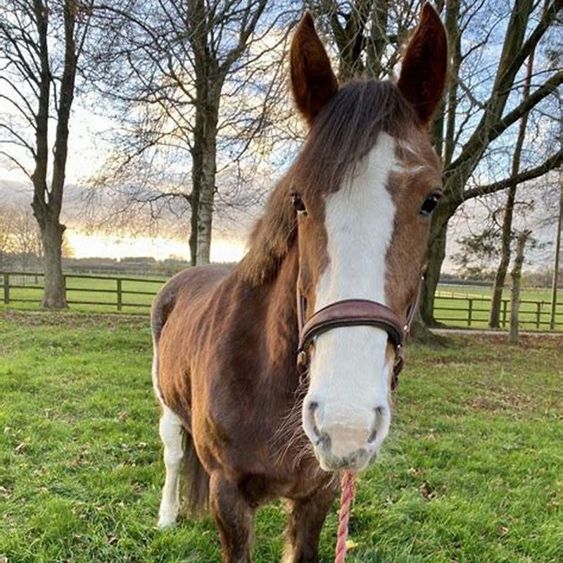 How long does it take for horse chestnut to work?