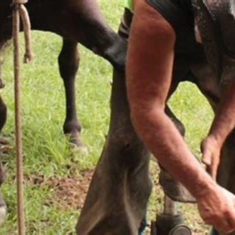 How long does it take to be a horse farrier?