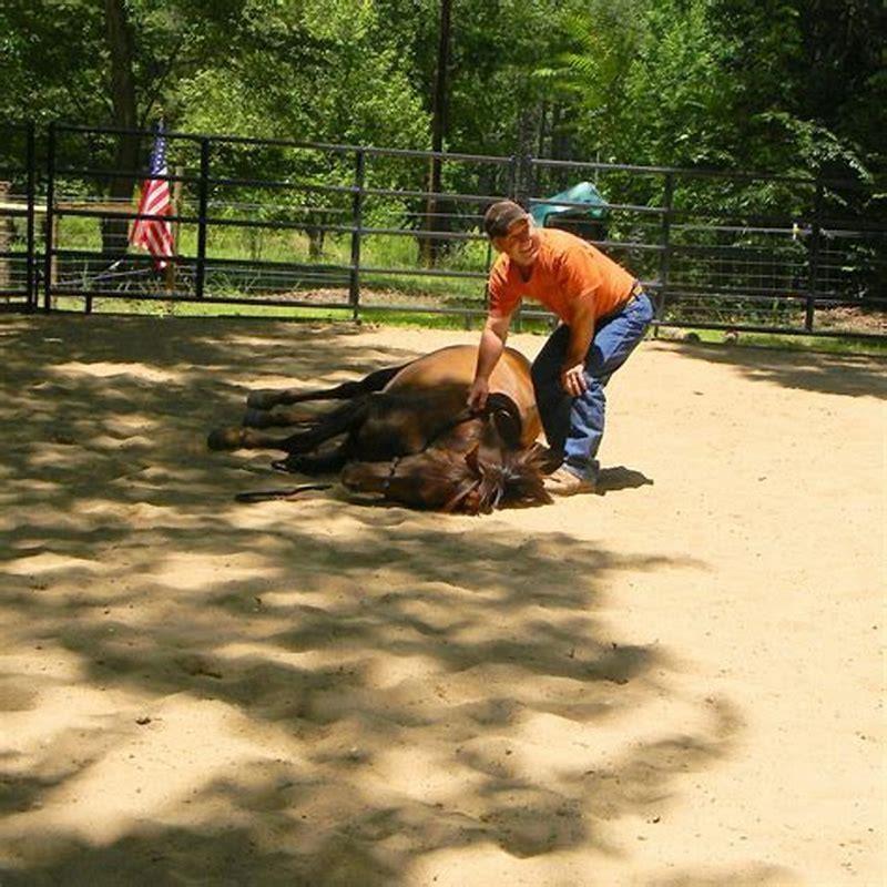 How long does it take to teach a horse to lay down?