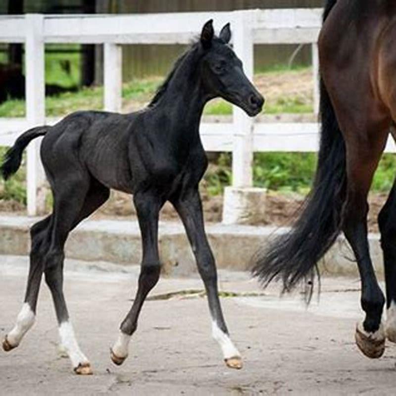 How long is a full grown horse?