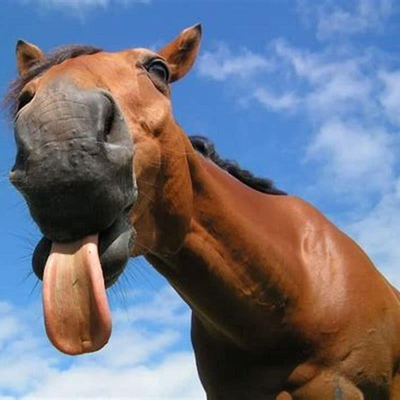 How long is a horses tongue?